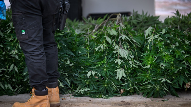 Criminalising cannabis: How Australia’s war on weed hurts the poor