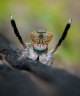 Peacock spiders dance for their lives as Perth sprawl threat looms