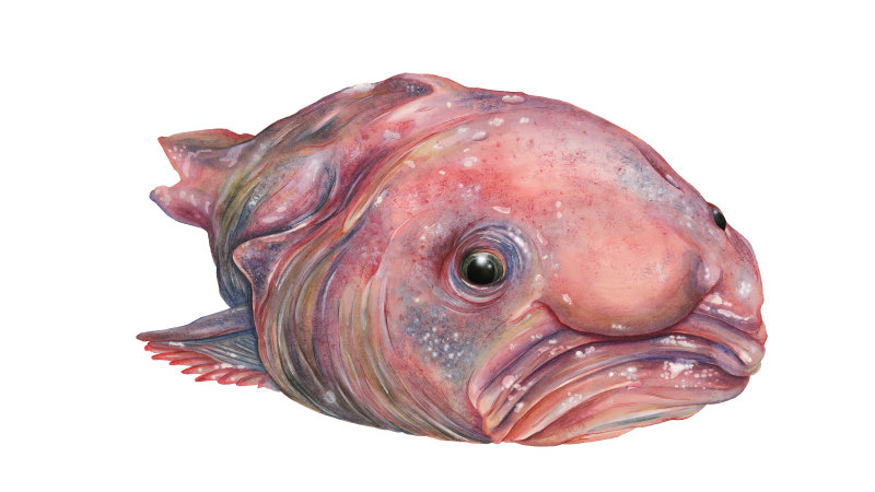 Blobfish 🐡 Are They The UGLIEST Animals? #blobfish #blobfishart #blob