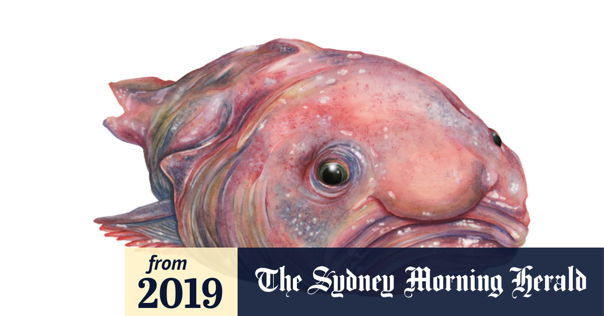 Scientific Illustrator Sami Bayly Publishes The Illustrated Encyclopaedia Of Ugly Animals