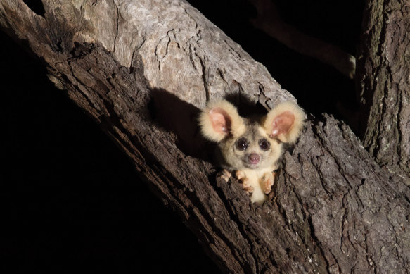 The greater glider is a protected species now under further threat.
