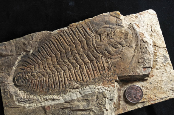 A fossil of the long-extinct group of sea creatures called trilobites that was recently discovered on Kangaroo Island, South Australia.