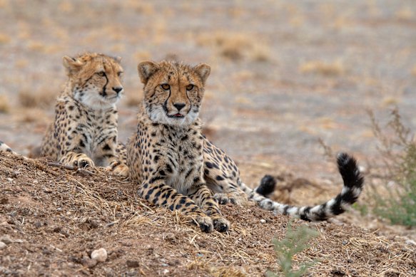 Cheetahs are among more than 50 species that call the open-range zoo home.