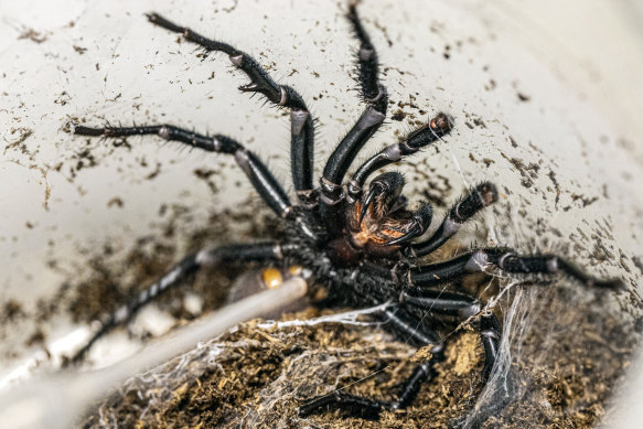 Milking funnel-web spiders is a bit of a delicate process that is very time-consuming.