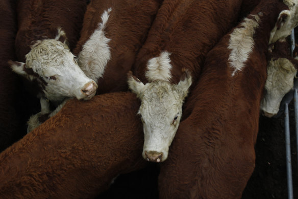  A foot and mouth disease outbreak has been reported in East Java, Indonesia. 