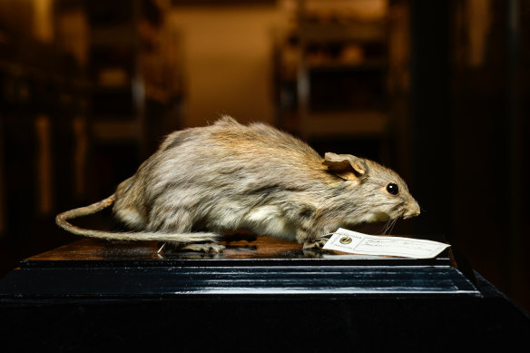 Too late for the lesser stick-nest rat - a taxidermied specimen.