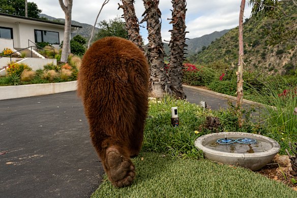 A black bear ambles through the front yard of a home in Monrovia.
