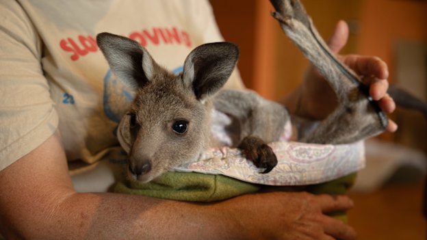 The rescue of native animals like this eastern grey joey, who was orphaned by a car accident, has traditionally been underfunded. 