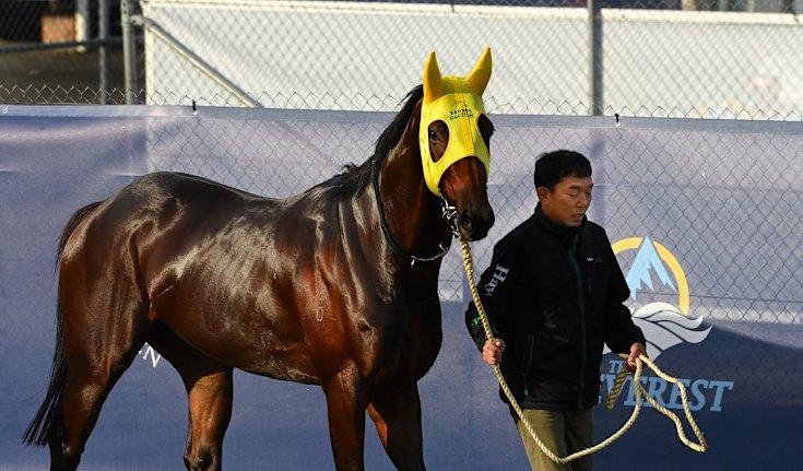 Everest 2025: Ka Ying Rising Trainer David Hayes Confident Race Fav...