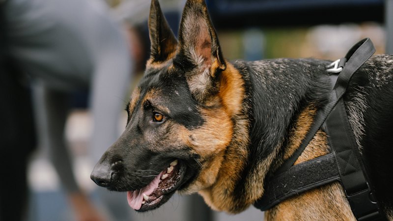 Hospitals turn to sniffer dogs to combat illicit drugs in wards