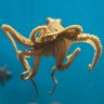 Right or left tentacled? Octopuses use a favoured limb to hunt