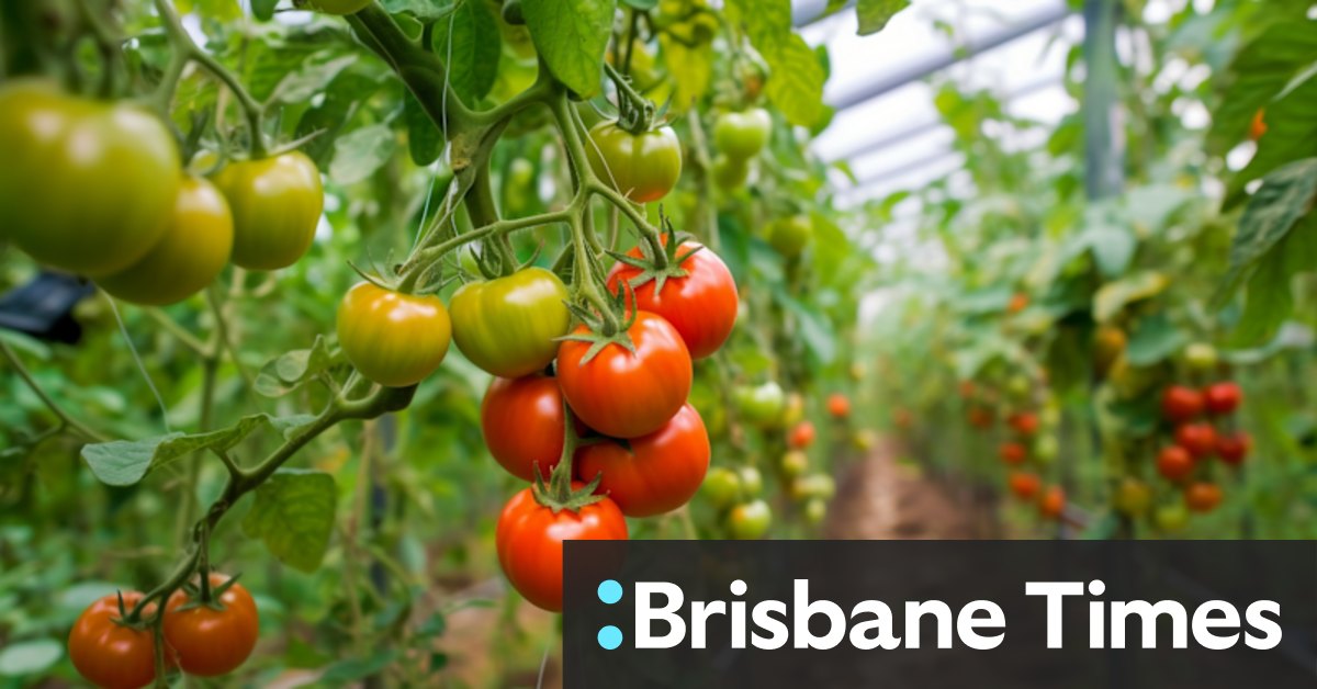 Sexual harassment case: Twelve female seasonal workers sue fresh produce giant Perfection Fresh - Vimarsana News