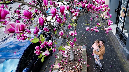 Amy Hall with her daughter Elena Bonneau with magnolias in bloom on Gertrude Street, Fitzroy.