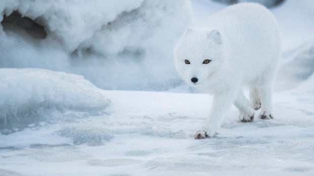 An Arctic fox.