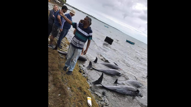 In this photo supplied by Greenpeace, dolphins lay dead on the shore on the Indian Ocean island of Mauritius.  