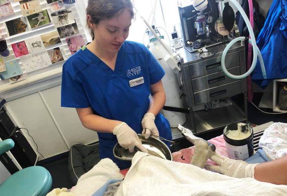 Vet Caitlin McFadden prepares to operate.