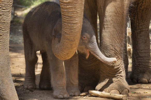 The new calf has arrived following a typical 22-month pregnancy for Asian Elephants. 