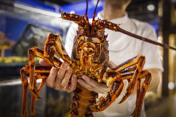 The sanction on rock lobsters will be lifted in time for Chinese New Year. 