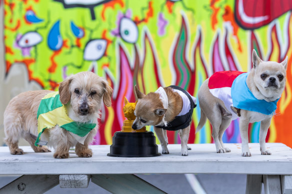 Melbourne Pup entrants Gregory the dachshund and chihuahuas Charlie and Mickey Rourke inspect the trophy.