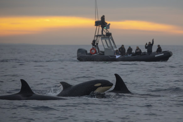 A pod of orcas from the Eastern Tropical Pacific population are seen recently in Southern California.