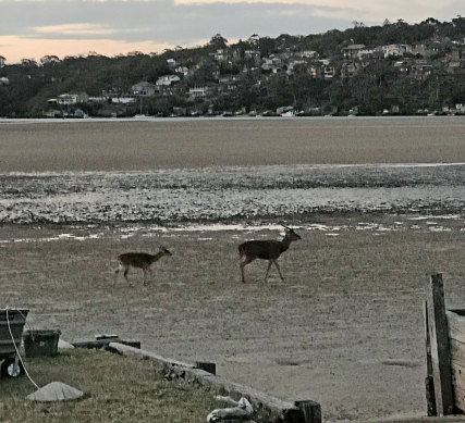 Sydney bound? Rusa deer at Maianbar in the Royal National Park.