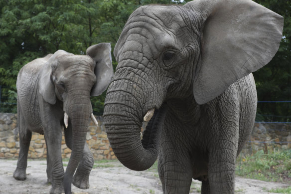 Witnesses said an elephant was preparing to charge at the intruder before he escaped with his two-year-old daughter.