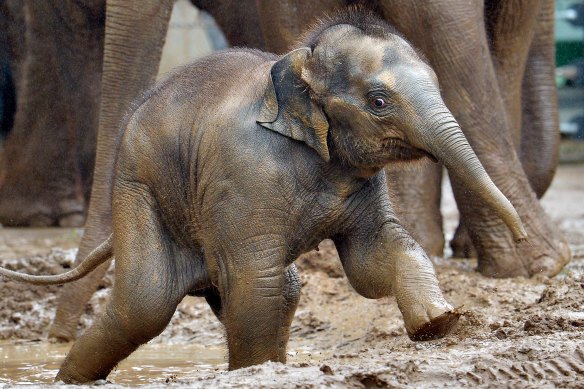 Elephant calf Man Jai taking his first dip in 2014.