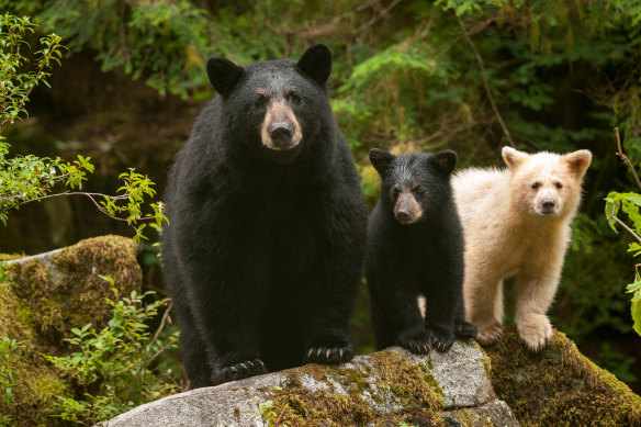 Blackbear, cub and Spirit Bear.