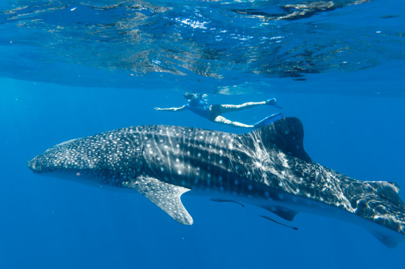 A whale shark swimming at Ningaloo Reef in Western Australia.