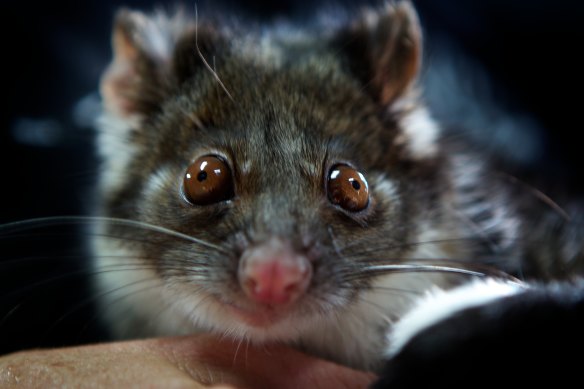 A ringtail possum.