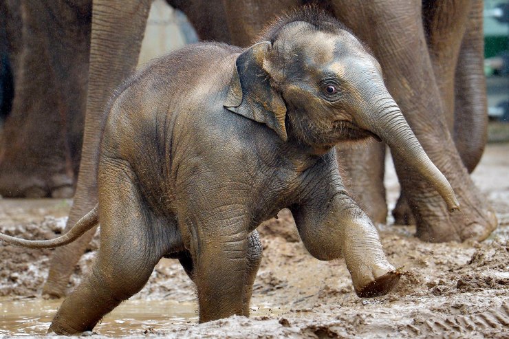 X Video Girl Zoo Elephant - Elephant news from 1 - Elephant News