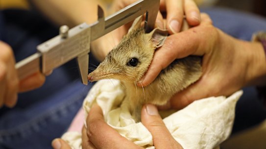 Western barred bandicoots have been released into the wild in NSW for the first time in a century.