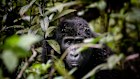 There are only about 1000 gorillas left in the mountain forests that sprawl from Uganda to Rwanda in the north and the Democratic Republic of Congo to the west.