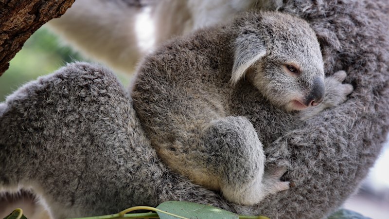 Koala park breeds hope for endangered species