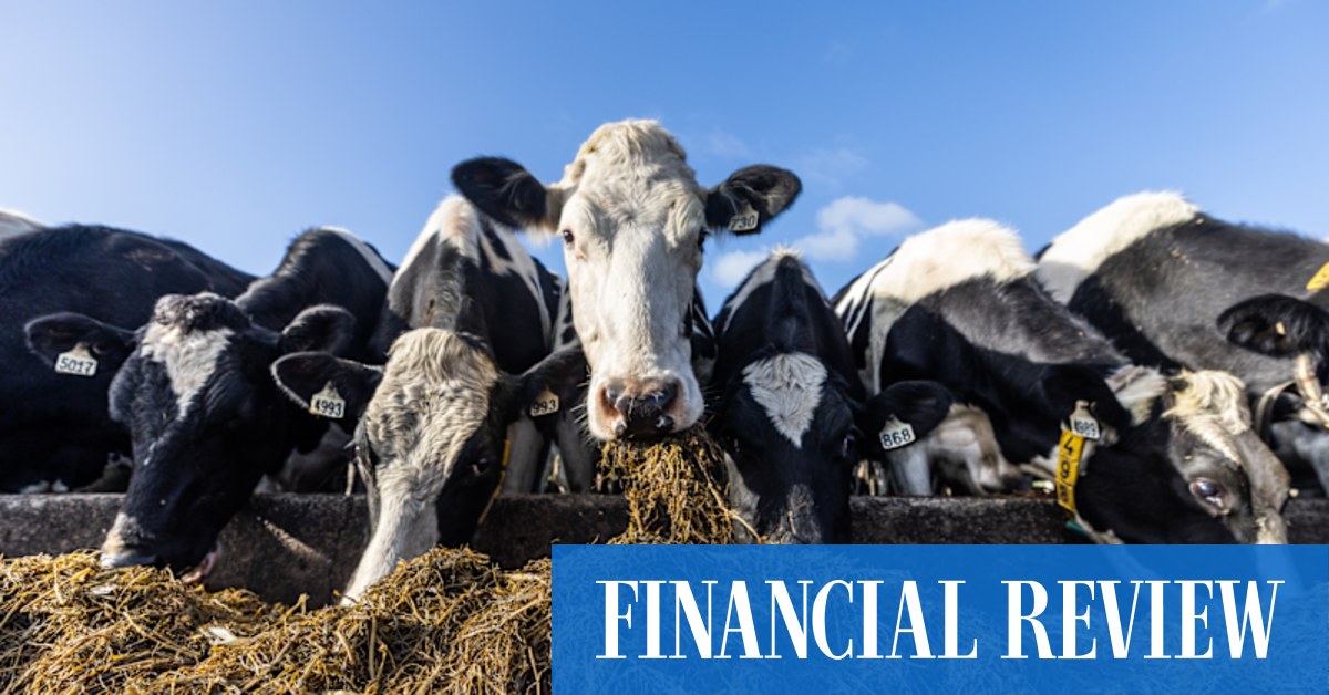 Supermarket prices: Milk, cheese and butter could be cheaper without laws imposing minimum annual farm gate prices, dairy companies say - Vimarsana News