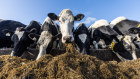 Horticulture has grown since the 1980s while livestock products have fallen.