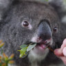 Got koalas on your land? The NSW government might pay you for it