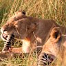 First bite – lions with their prey.
