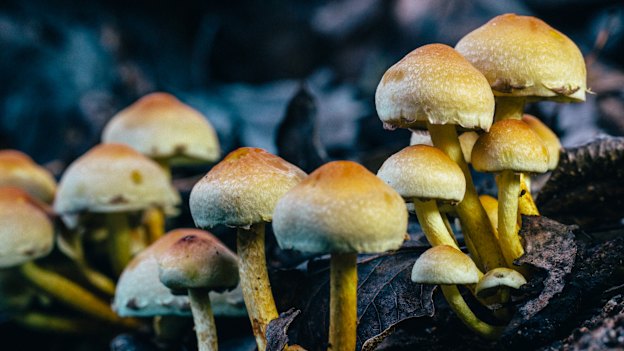 Hypholoma fasciculare, a fungus known as sulphur caps. About 
90 per cent of plants and nearly all the world’s trees depend on their collaboration with fungi.