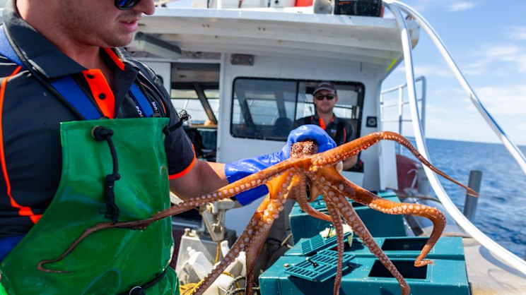 watoday.com.au - Max Veenhuyzen - Putting the state's best on the plate: both in WA and further afield