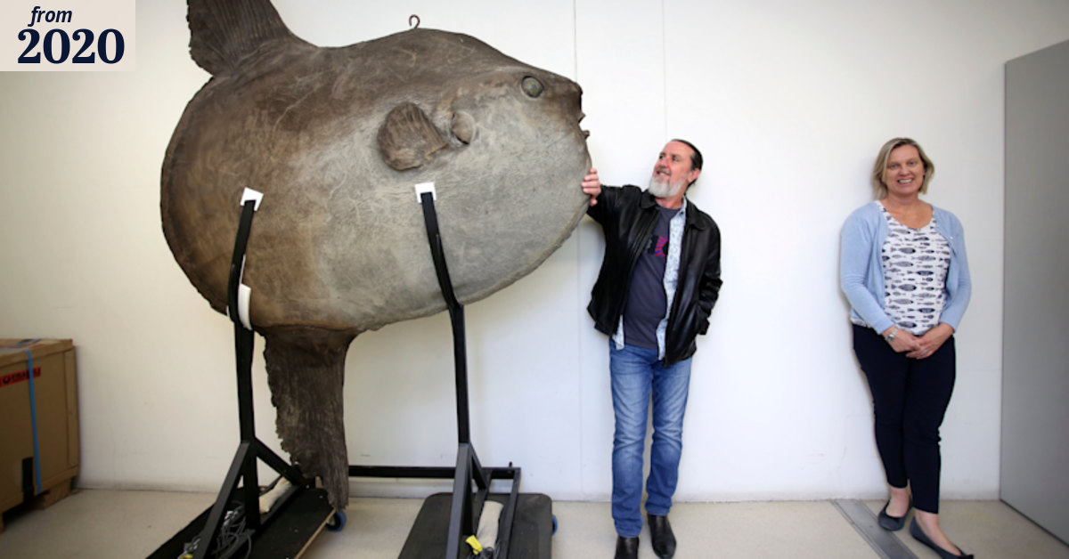 Scientists crack the enigmatic beginnings of the sunfish