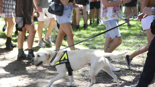 A police sniffer dog used to search for drugs at a Sydney music festival.
