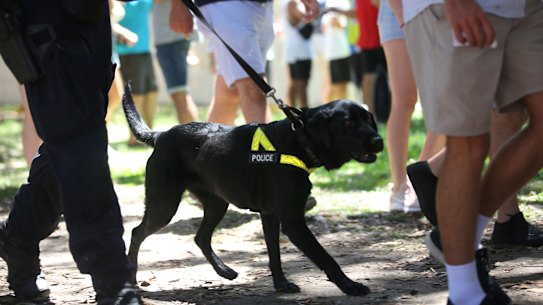 Police undertake searches with the help of police dogs.
