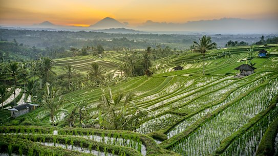 A different view … rice terraces in Tabanan.