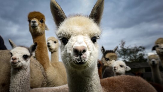 Farmers love alpacas. They’re gentle on the land and some protect flocks of sheep from foxes.