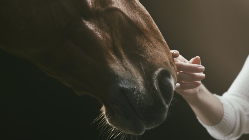 Gift Horses The Healing Power Of Equine Therapy