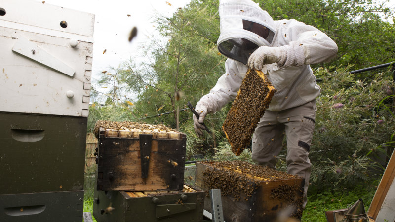 længst Problem Teoretisk Chemical concerns after mass bee kill