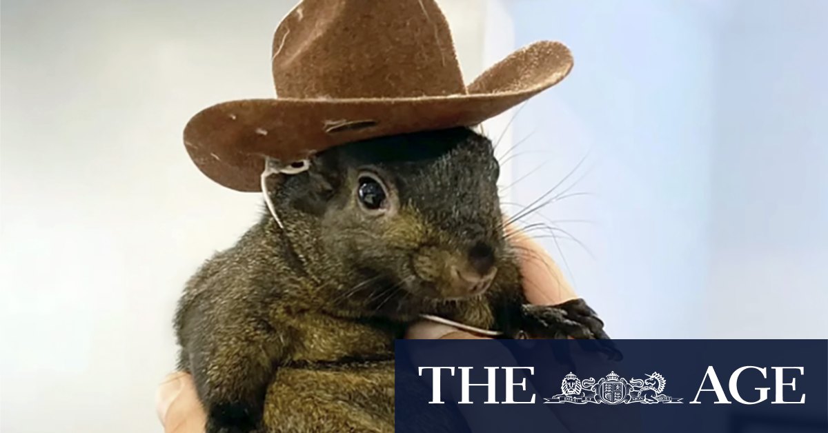 How Peanut the squirrel became a right-wing icon