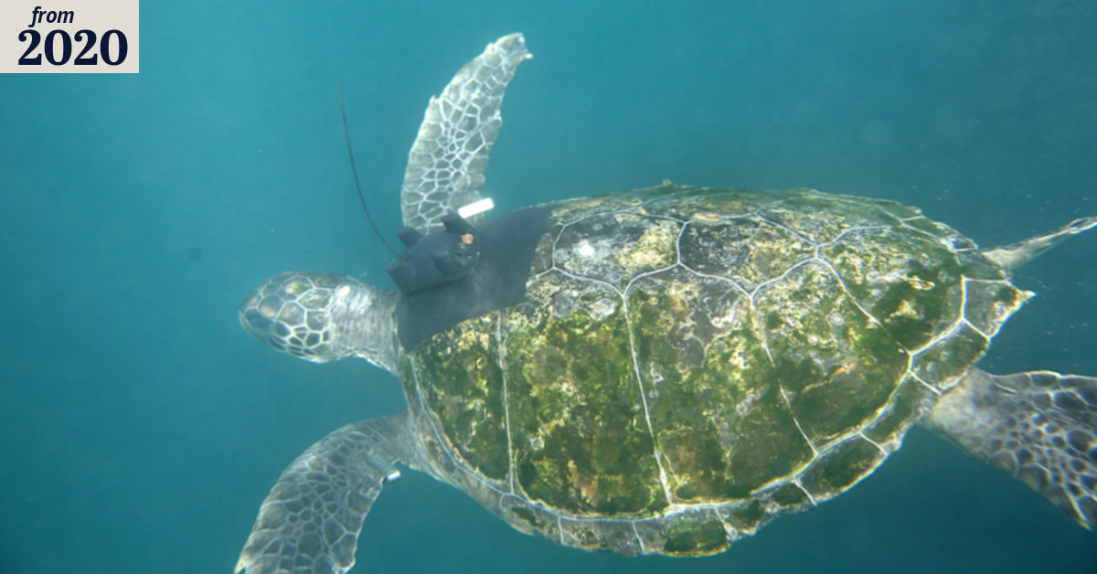 Taronga releases endangered turtles back into the ocean