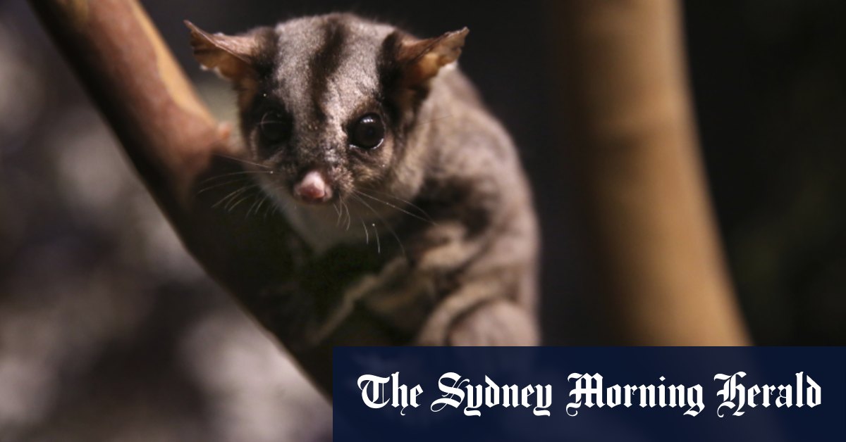 Wildlife loss the legacy of NSW government, developers - Vimarsana News